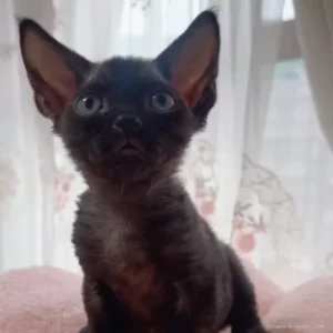 デボンレックスの子猫