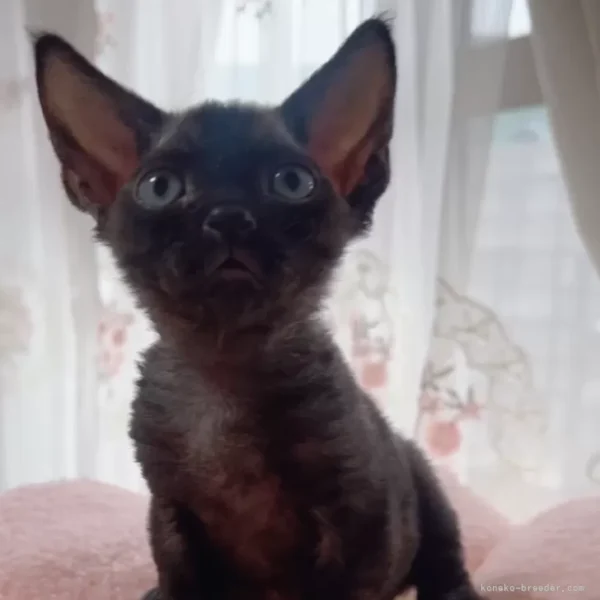 デボンレックスの子猫