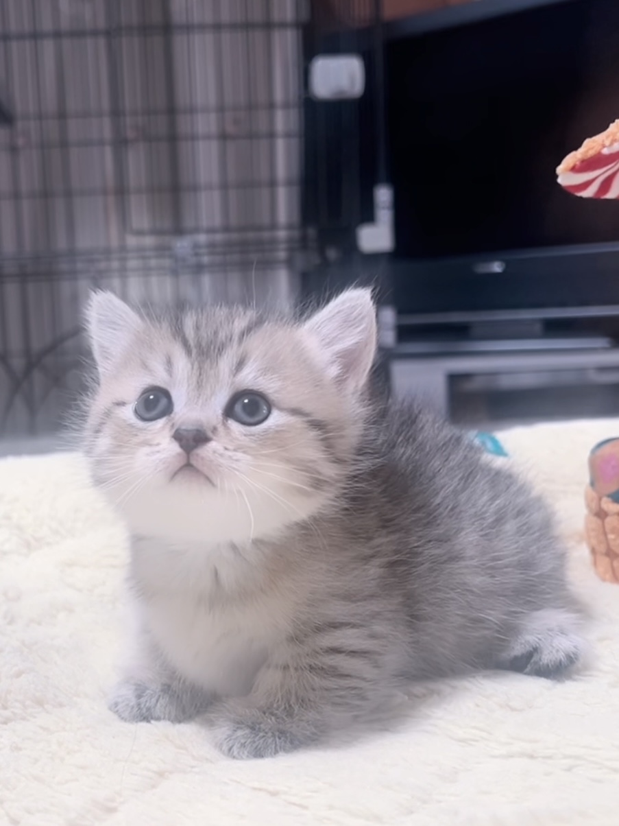 ミヌエット(短足)の子猫 販売中 - 画像 (2)