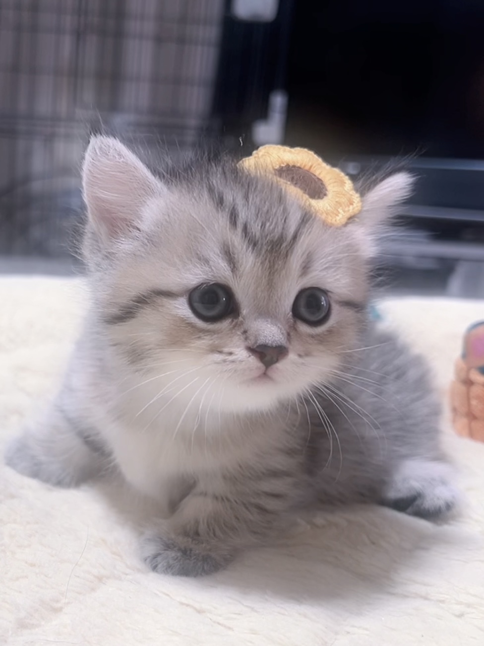 ミヌエット(短足)の子猫 販売中 - 画像 (3)