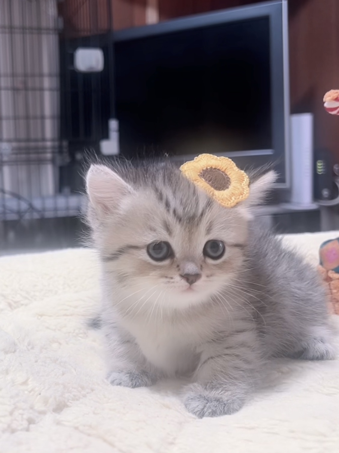 ミヌエット(短足)の子猫 販売中 - 画像 (4)