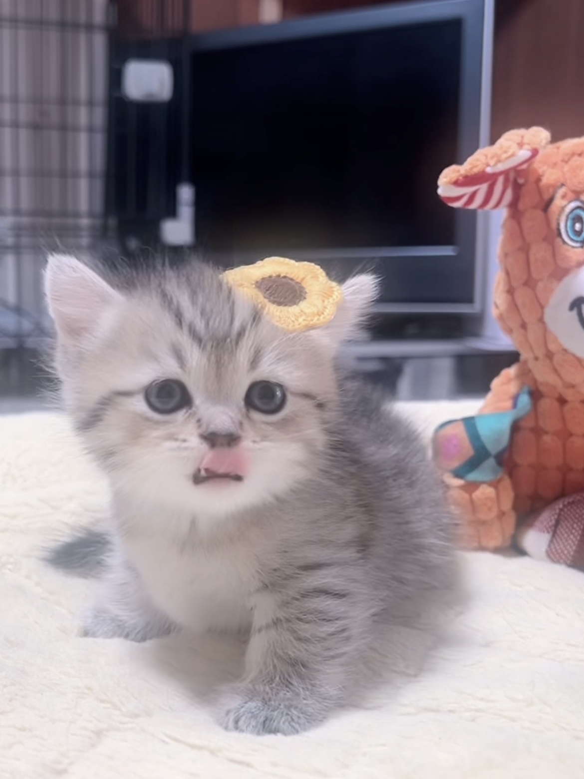 ミヌエット(短足)の子猫 販売中 - 画像 (5)