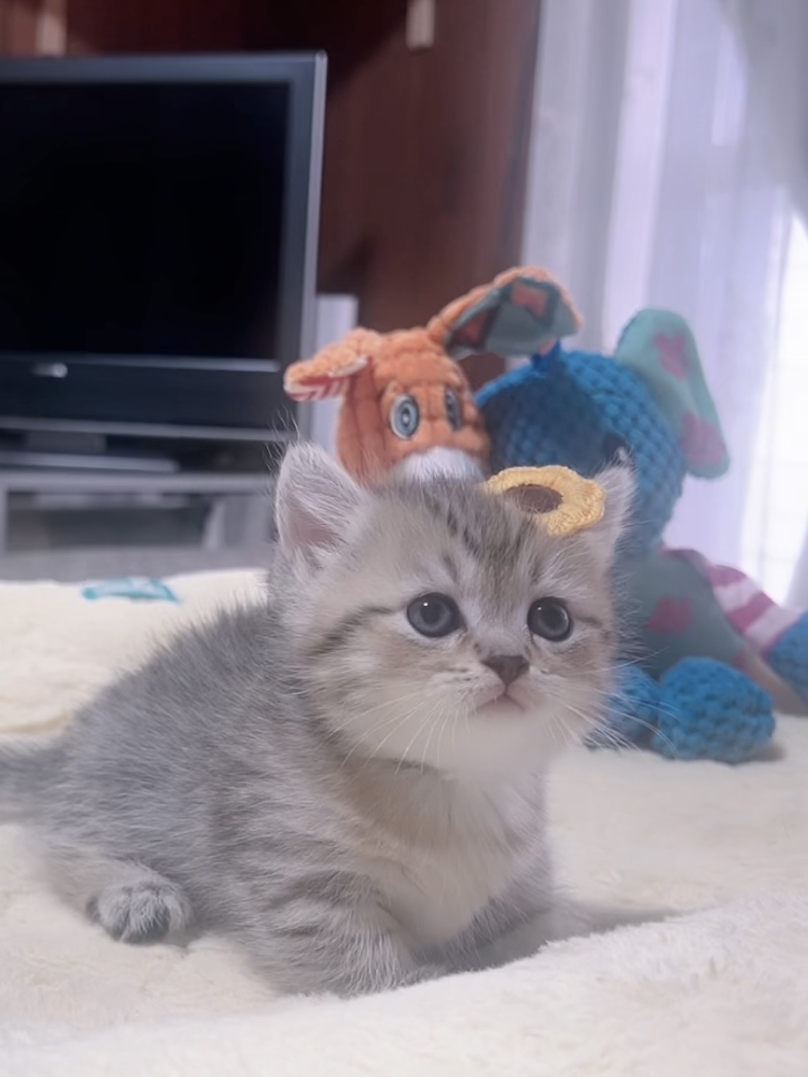 ミヌエット(短足)の子猫 販売中 - 画像 (6)