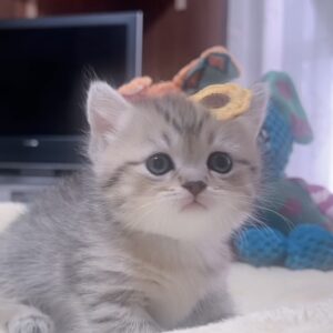 ミヌエット(短足)の子猫　販売中