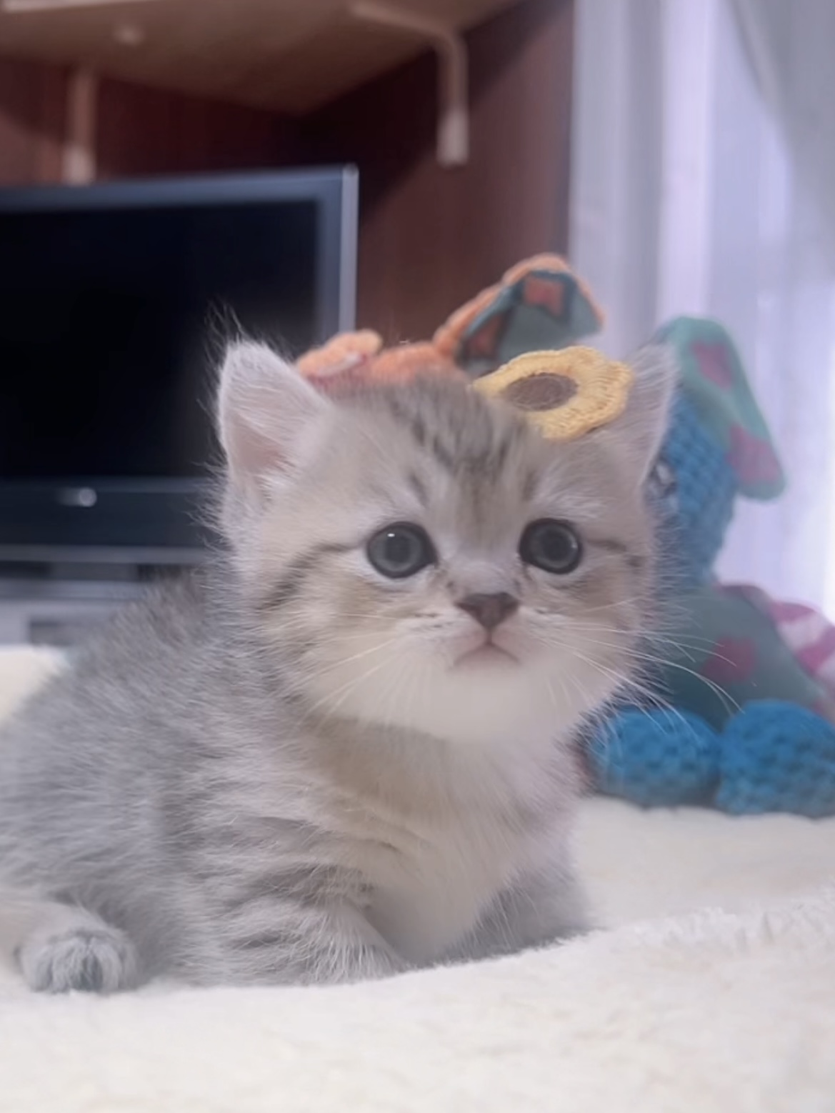 ミヌエット(短足)の子猫 販売中