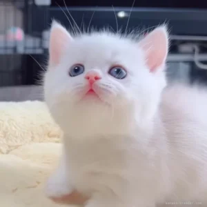 ミヌエット(短足)の子猫