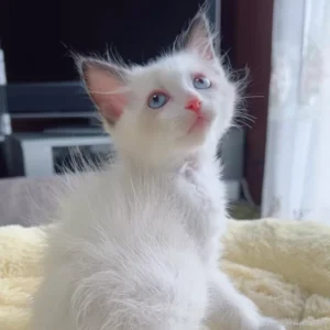 ラグドールの子猫