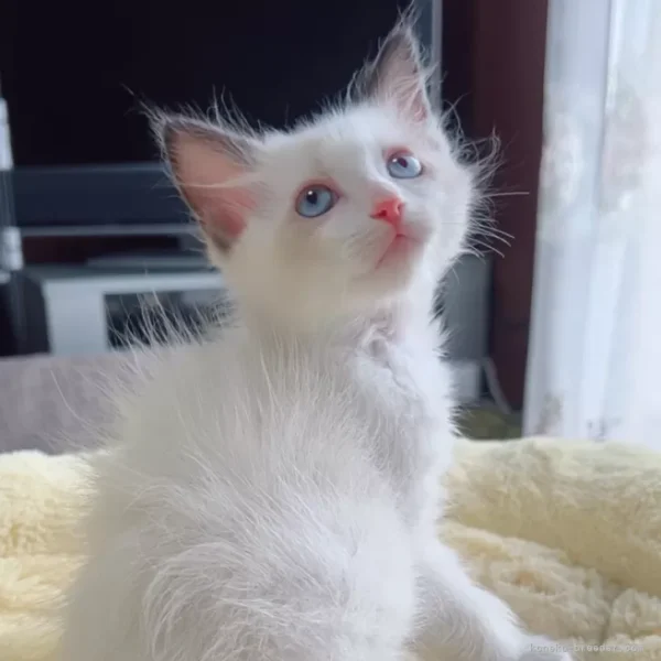 ラグドールの子猫