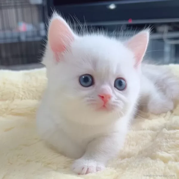 ミヌエット(短足)の子猫 - 画像 (2)