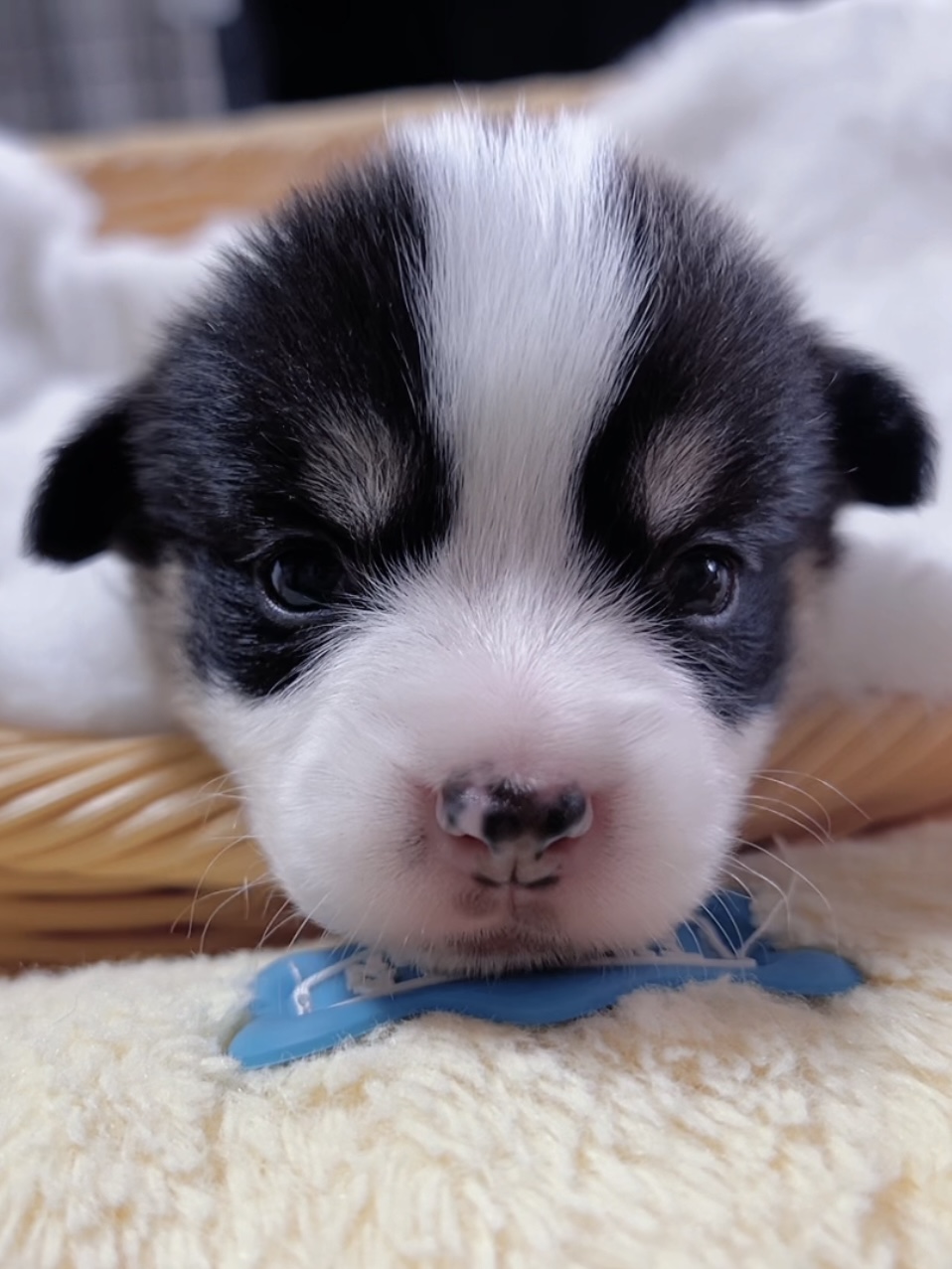 ウエルシュ・コーギー(男の子) 販売終了 - 画像 (5)