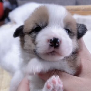 ウエルシュ・コーギー(男の子) 販売終了