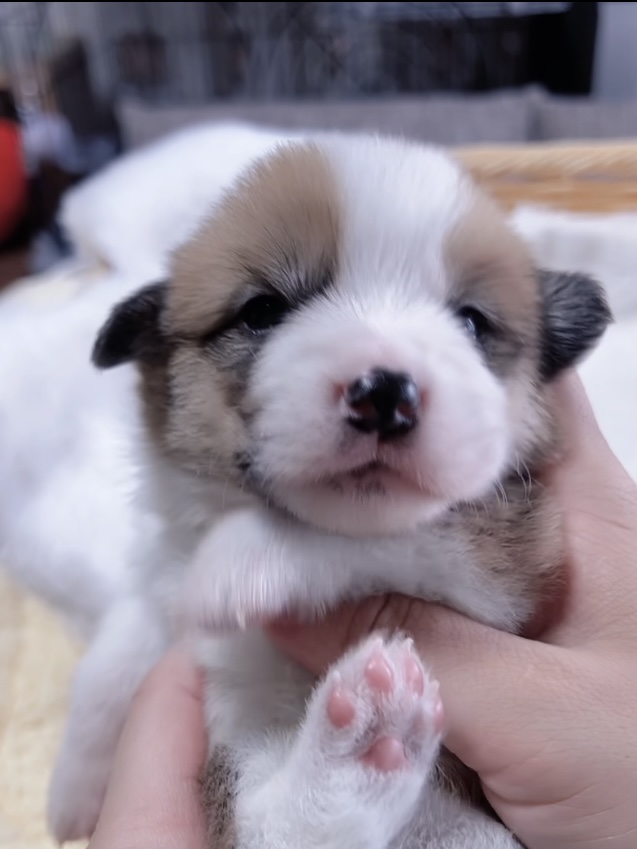 ウエルシュ・コーギー(男の子) 販売終了