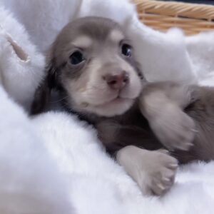 ミニチュアダックスーー(男の子) 販売終了