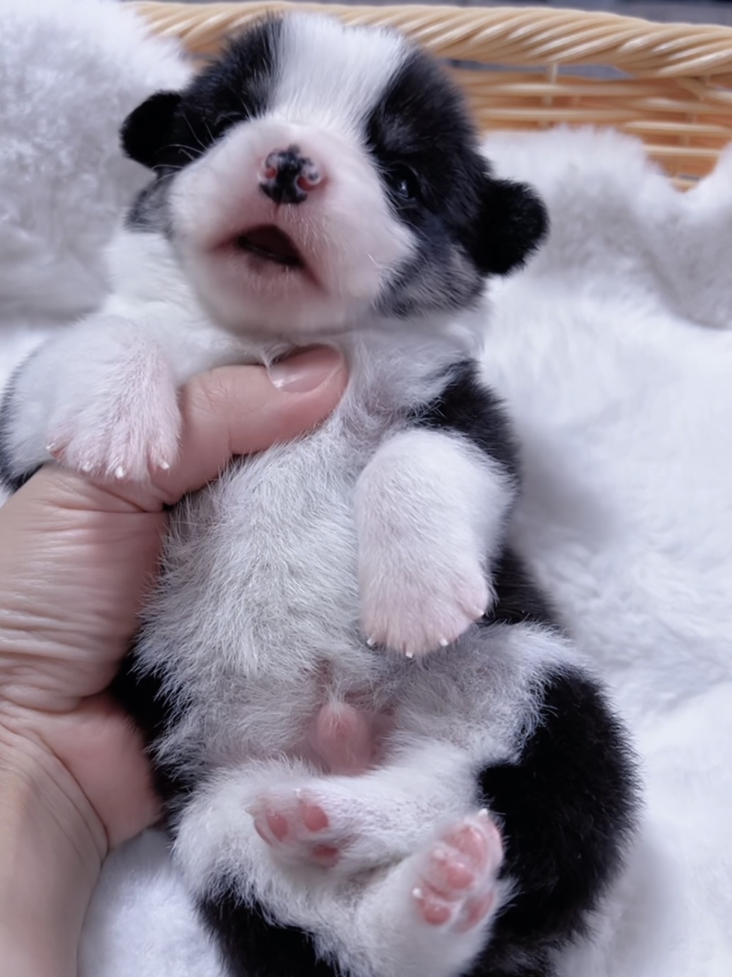 ウエルシュ・コーギー(男の子) 販売終了 - 画像 (2)