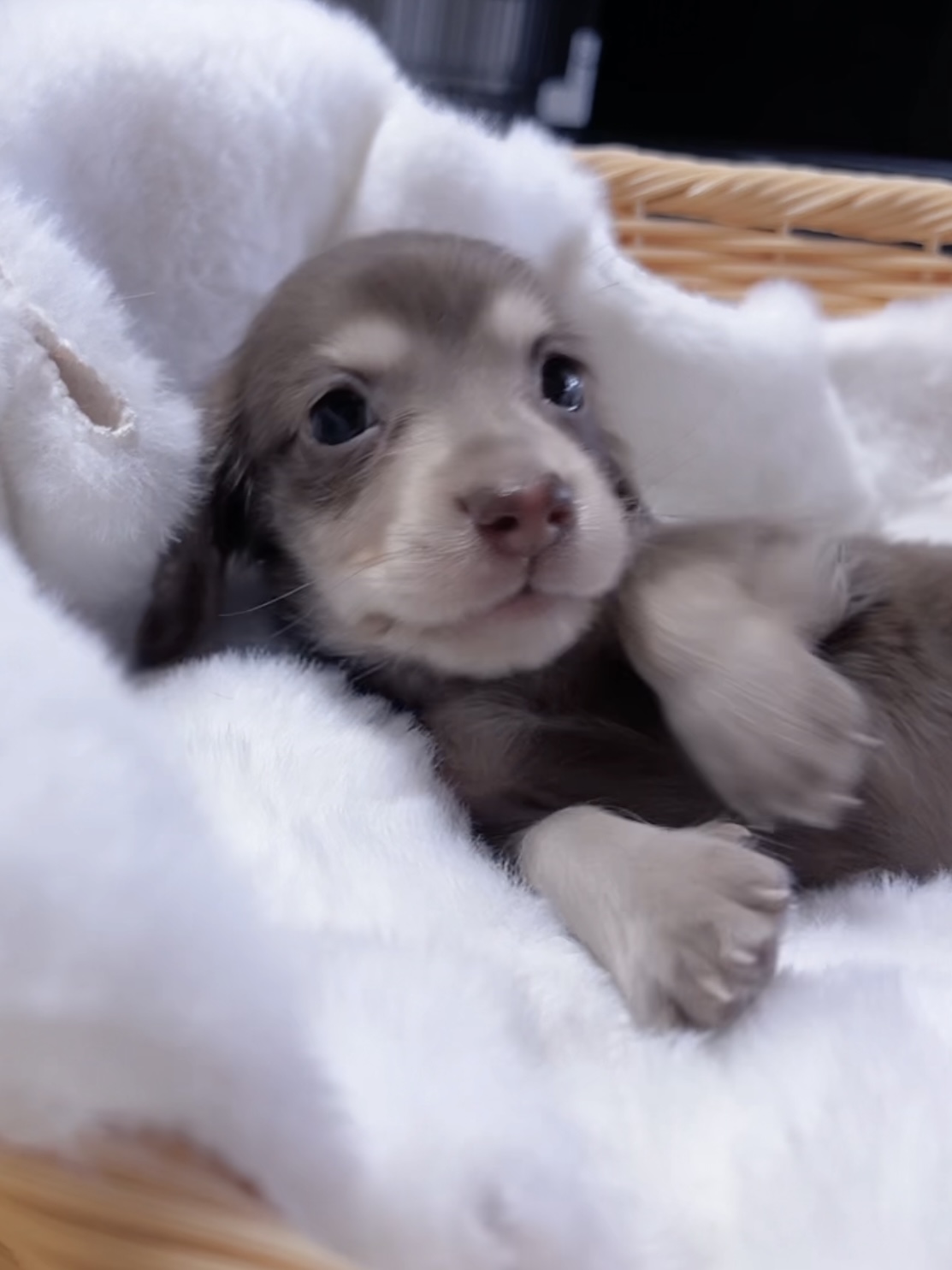 ミニチュアダックスーー(男の子) 販売終了