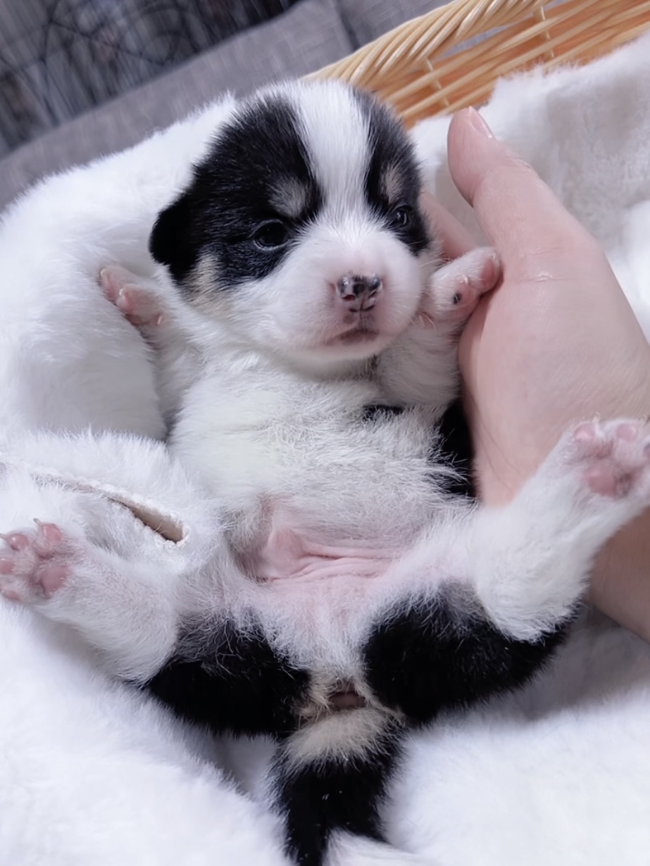 ウエルシュ・コーギー(男の子) 販売終了 - 画像 (3)