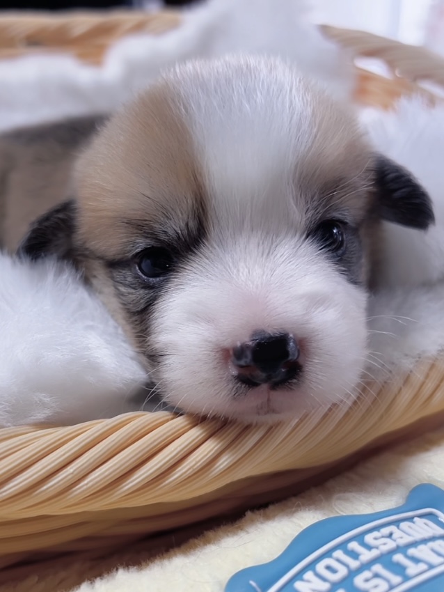 ウエルシュ・コーギー(男の子) 販売終了 - 画像 (2)