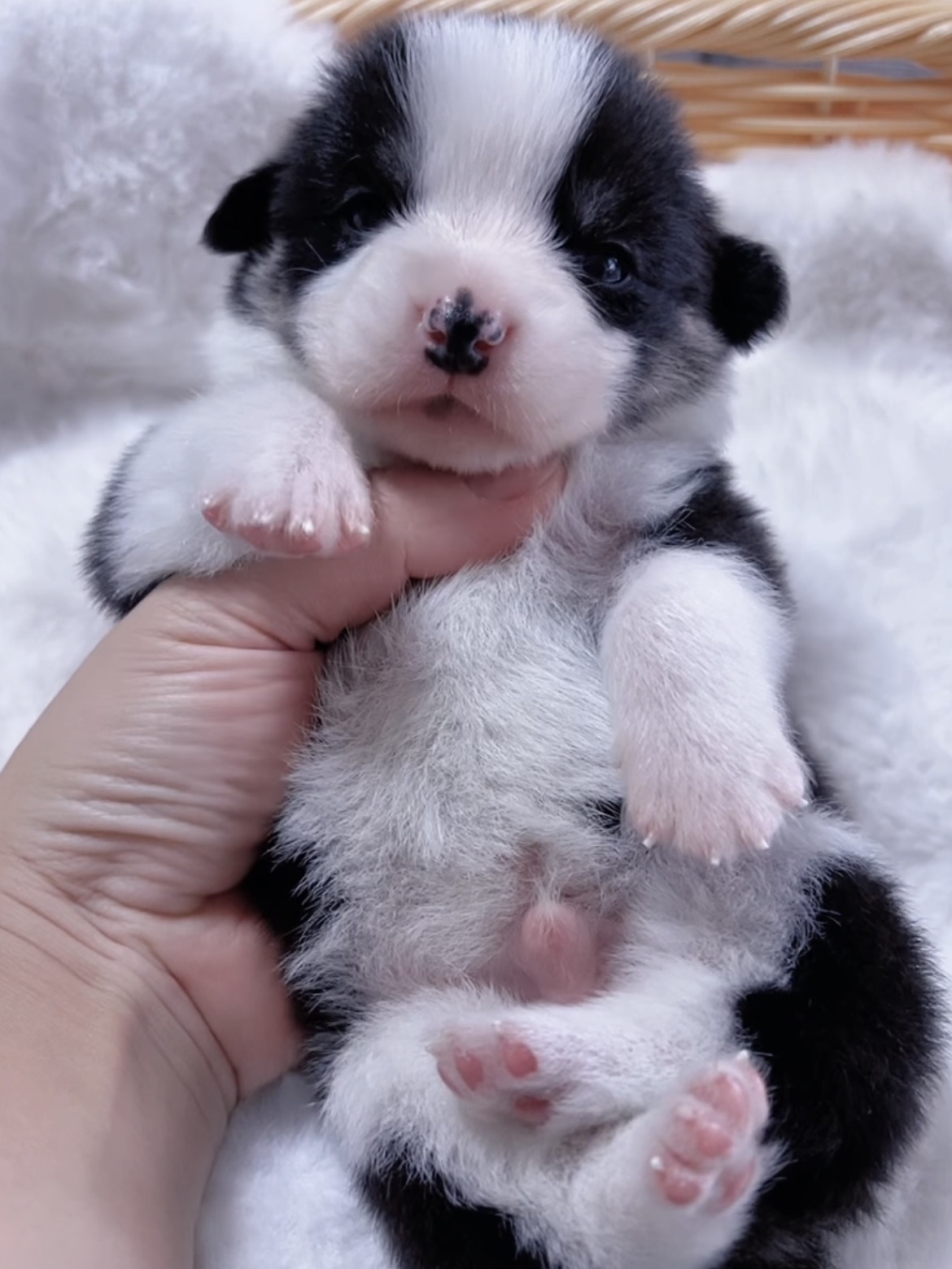 ウエルシュ・コーギー(男の子) 販売終了 - 画像 (3)