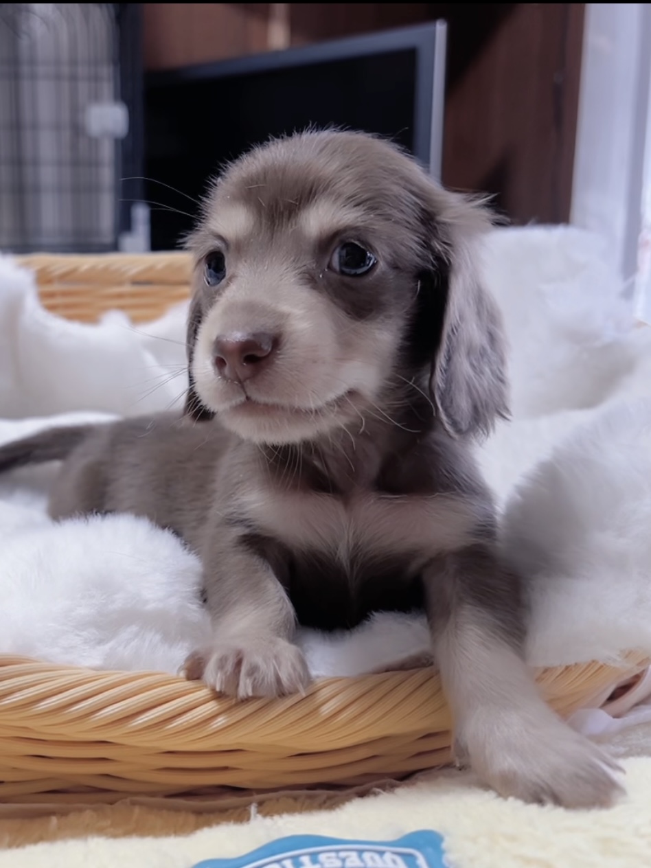 ミニチュアダックスーー(男の子) 販売終了 - 画像 (3)