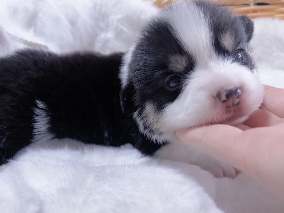 ウエルシュ・コーギー(男の子) 販売終了 - 画像 (2)