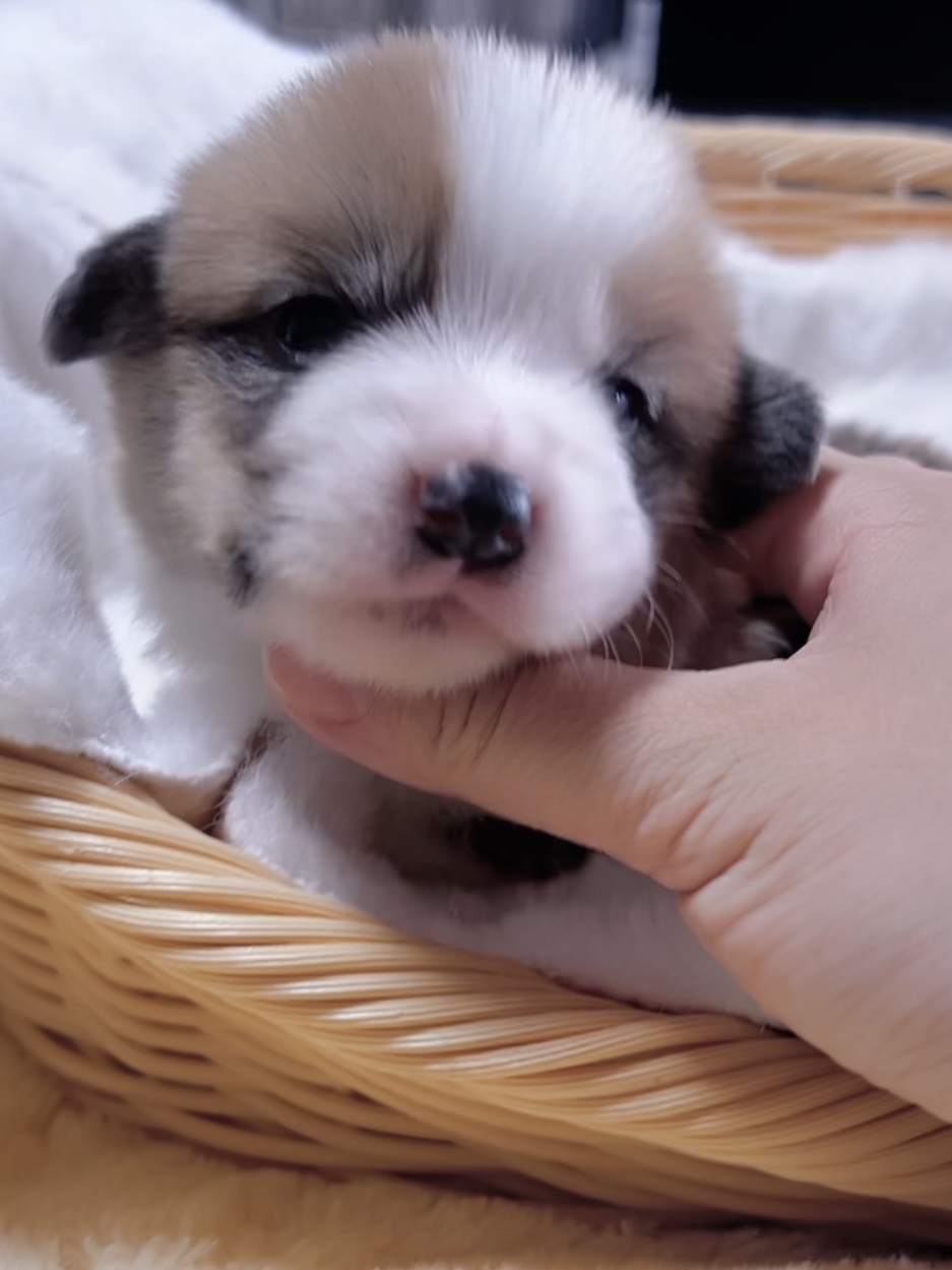 ウエルシュ・コーギー(男の子) 販売終了 - 画像 (4)