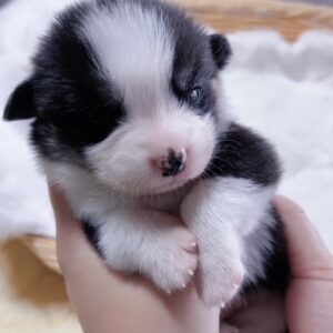 ウエルシュ・コーギー(男の子) 販売終了