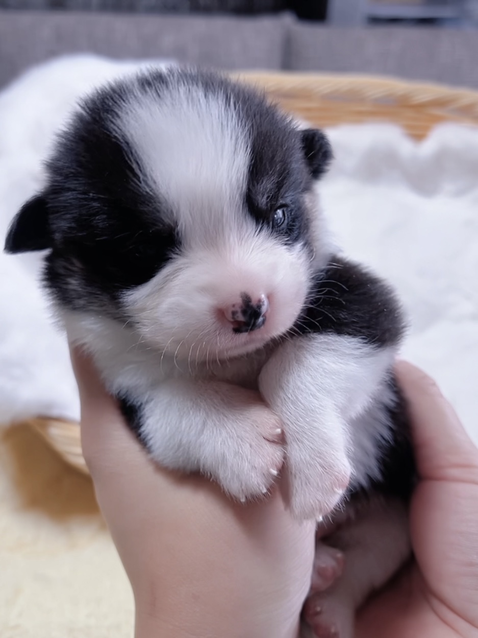 ウエルシュ・コーギー(男の子) 販売終了