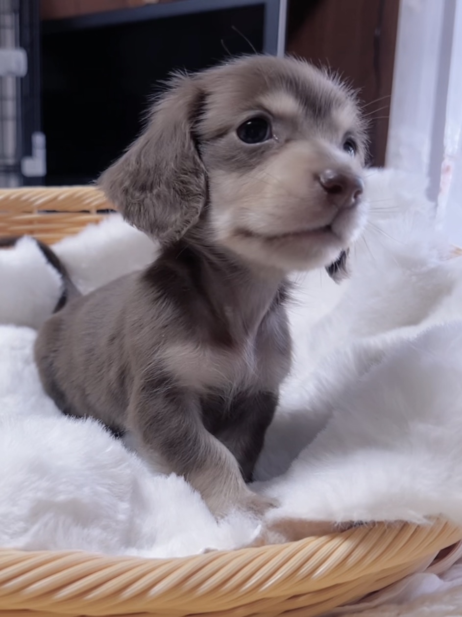 ミニチュアダックスーー(男の子) 販売終了 - 画像 (4)