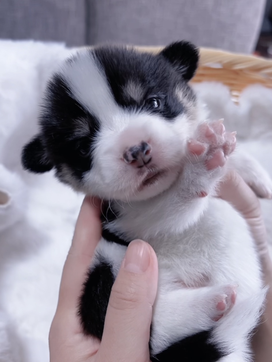 ウエルシュ・コーギー(男の子) 販売終了