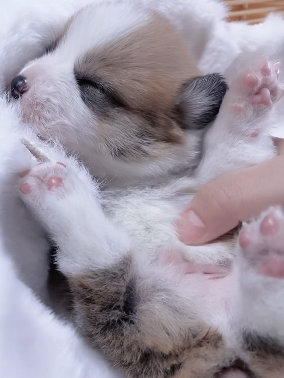 ウエルシュ・コーギー(男の子) 販売終了 - 画像 (5)