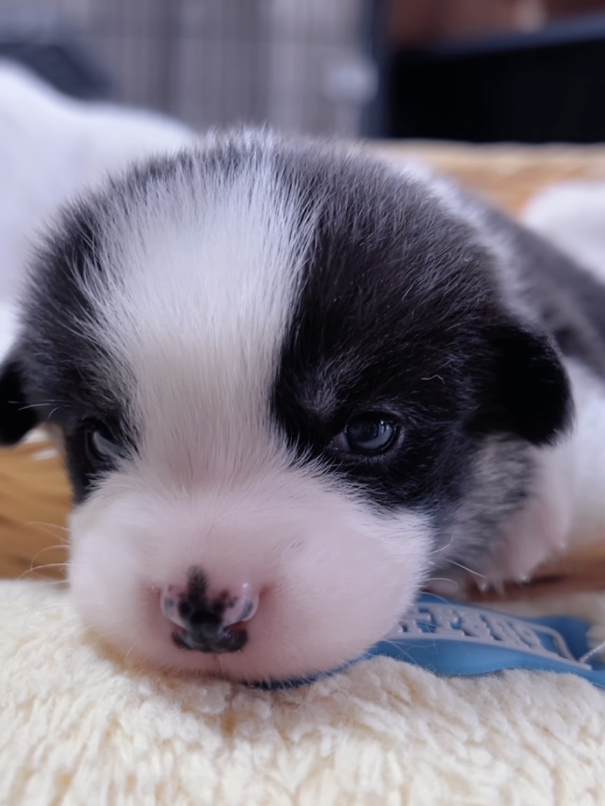 ウエルシュ・コーギー(男の子) 販売終了 - 画像 (4)