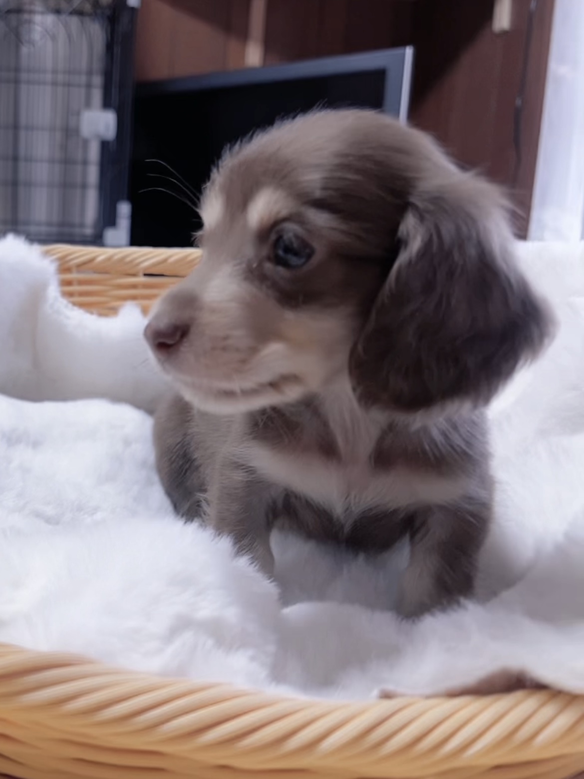 ミニチュアダックスーー(男の子) 販売終了 - 画像 (5)