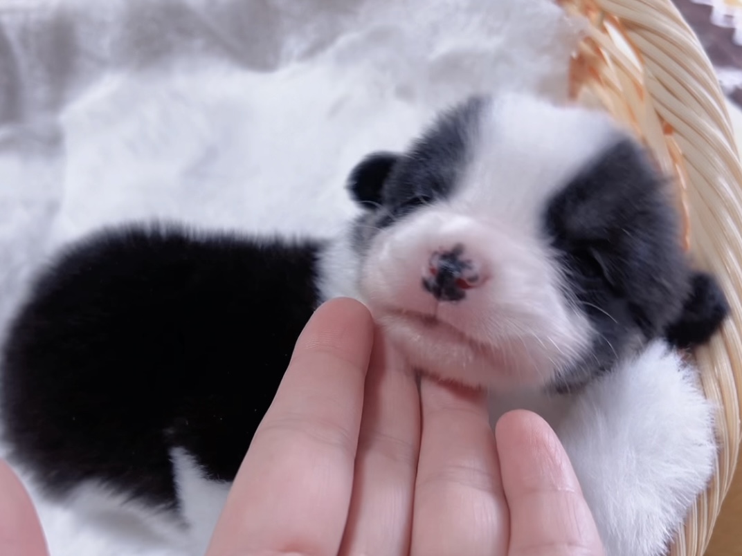 ウエルシュ・コーギー(男の子) 販売終了 - 画像 (5)