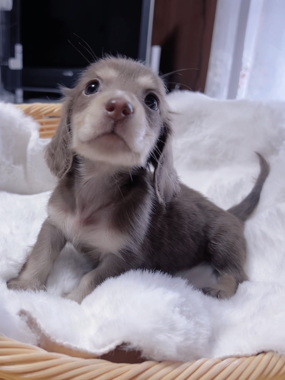 ミニチュアダックスーー(男の子) 販売終了 - 画像 (6)