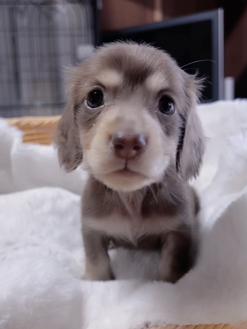 ミニチュアダックスーー(男の子) 販売終了 - 画像 (7)