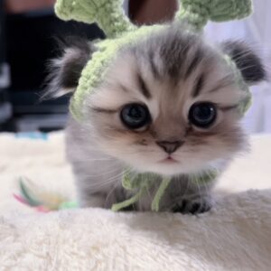 チンチラの子猫 販売終了