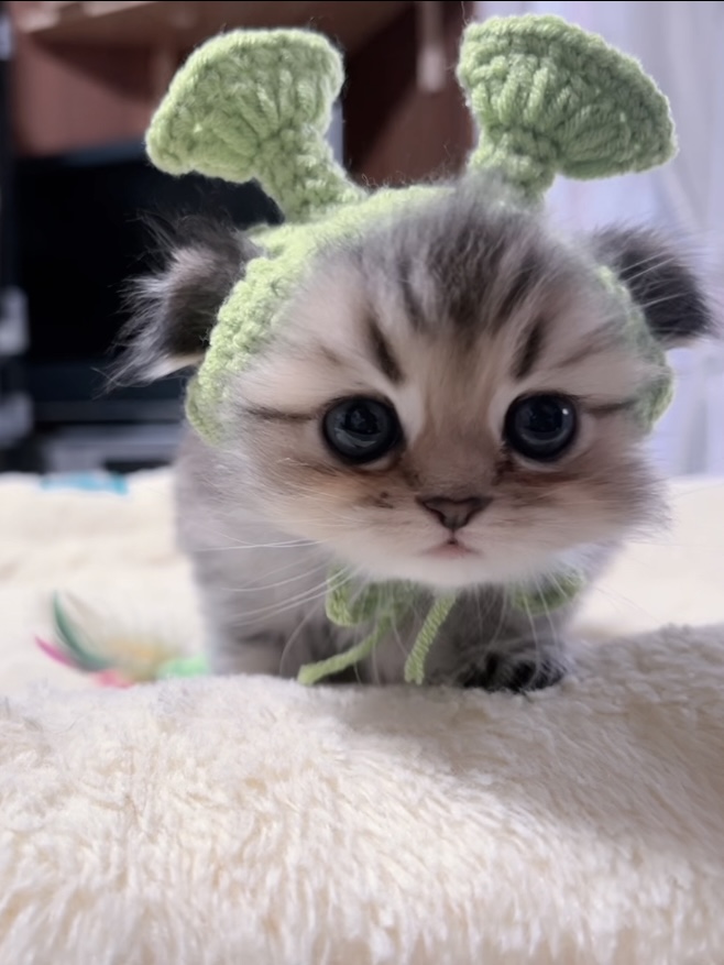 チンチラの子猫 販売終了