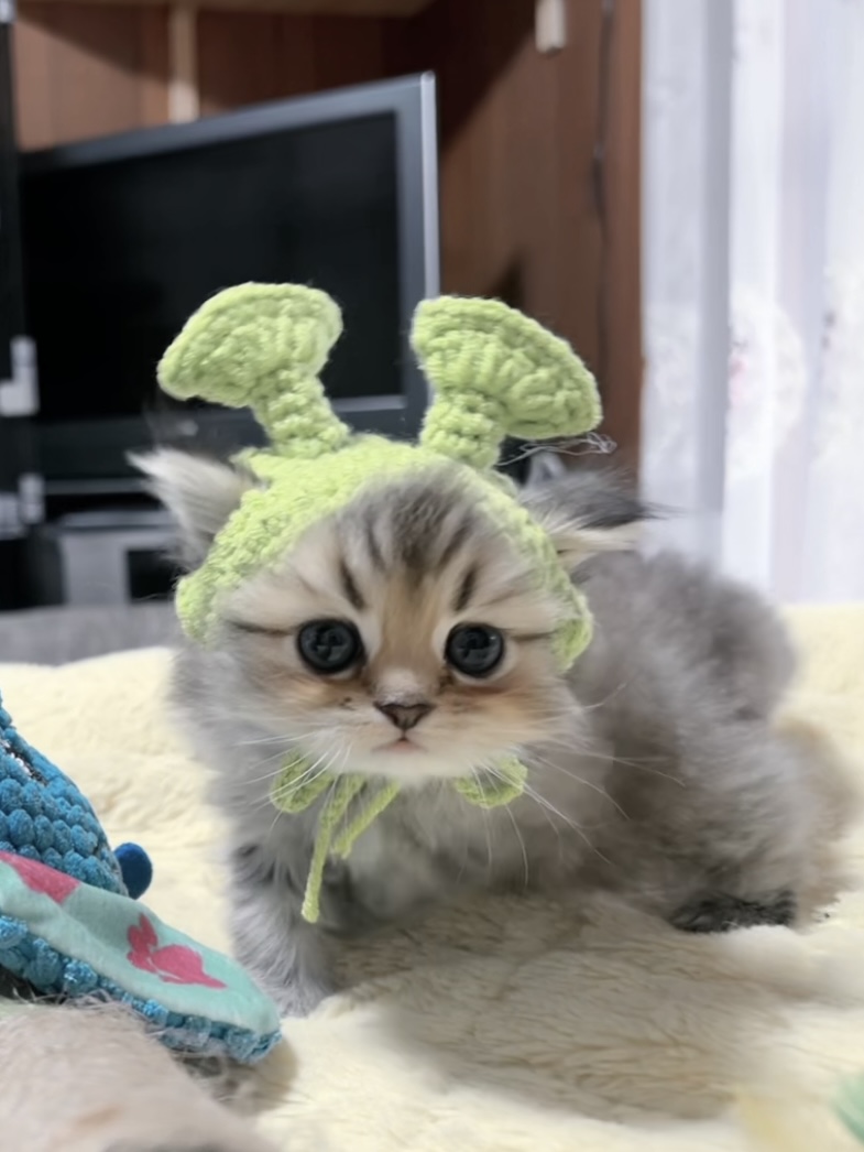 チンチラの子猫 販売終了 - 画像 (2)