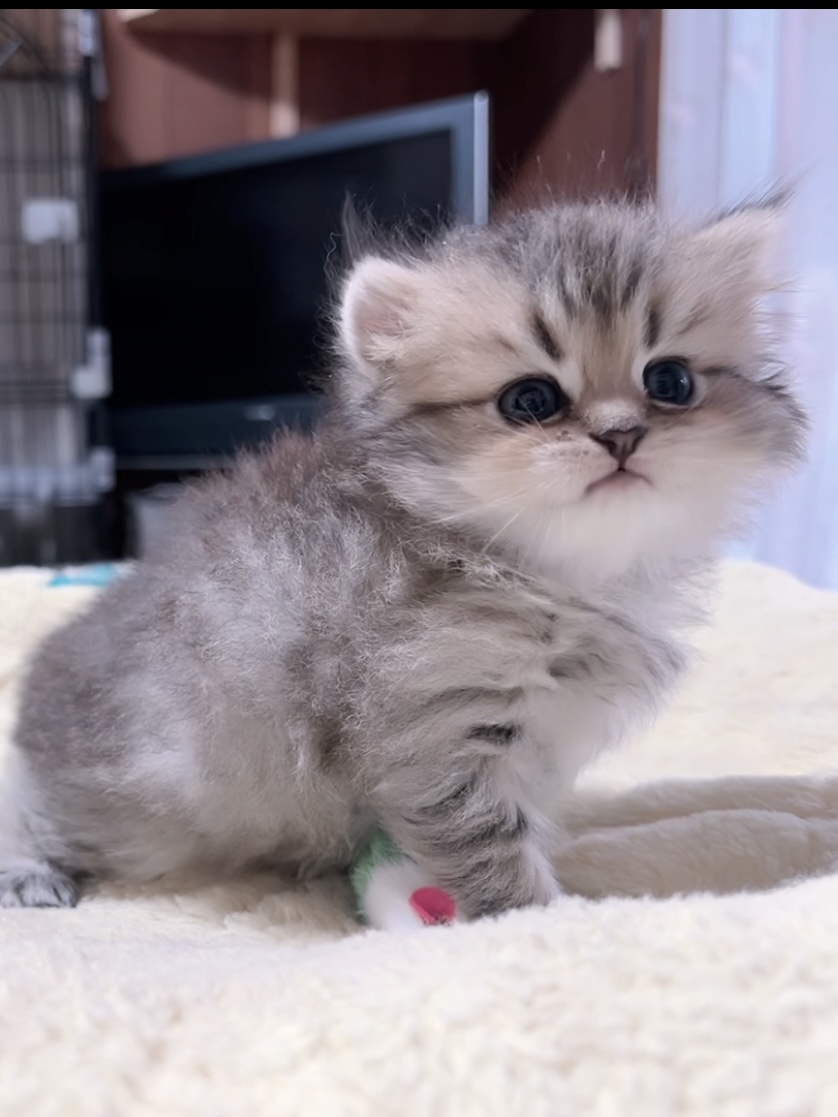 チンチラの子猫 販売終了 - 画像 (3)