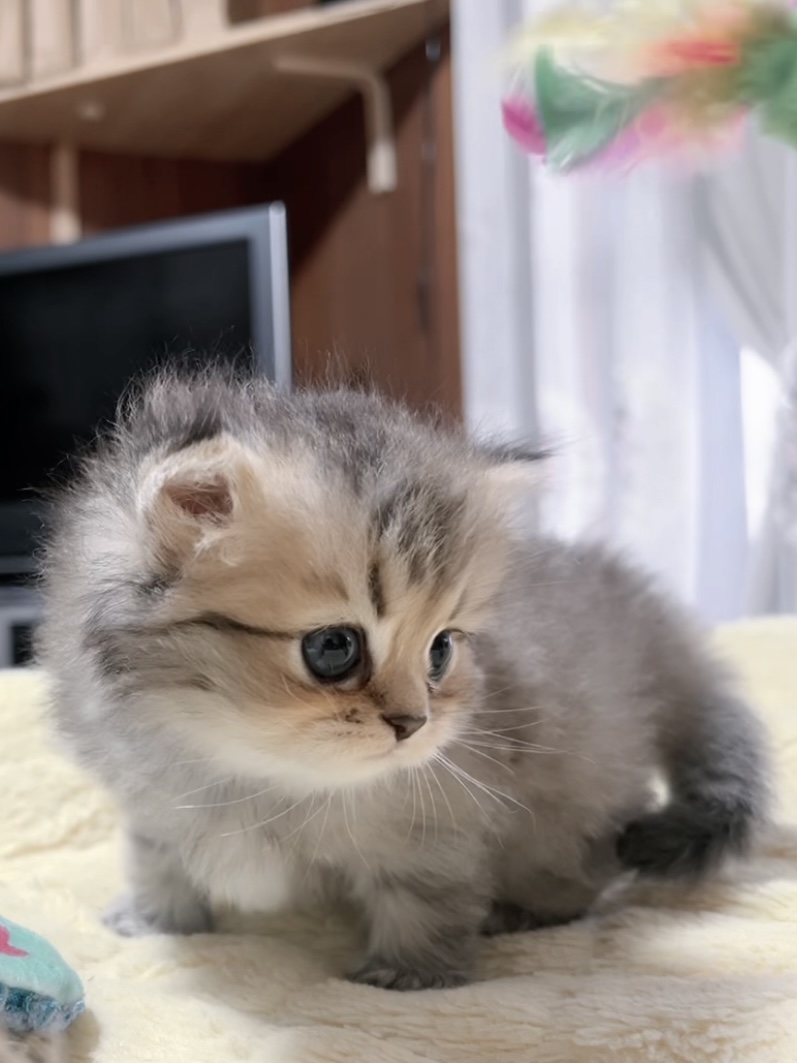 チンチラの子猫 販売終了 - 画像 (4)