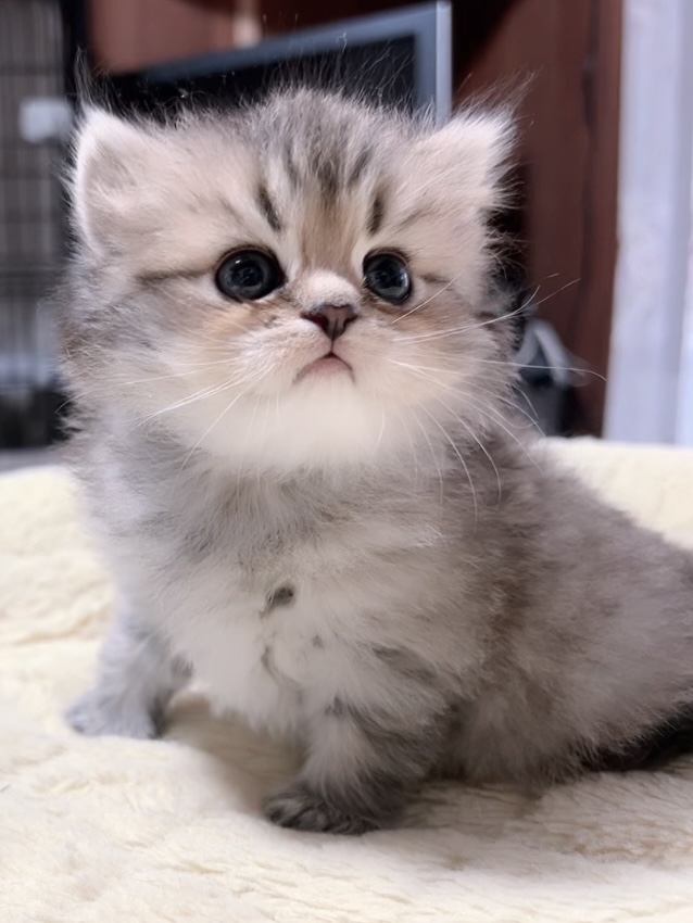 チンチラの子猫 販売終了 - 画像 (5)