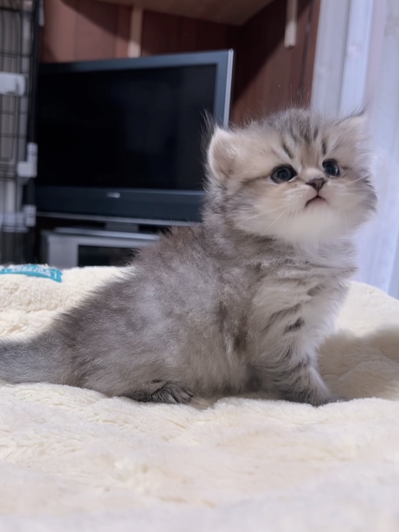 チンチラの子猫 販売終了 - 画像 (6)