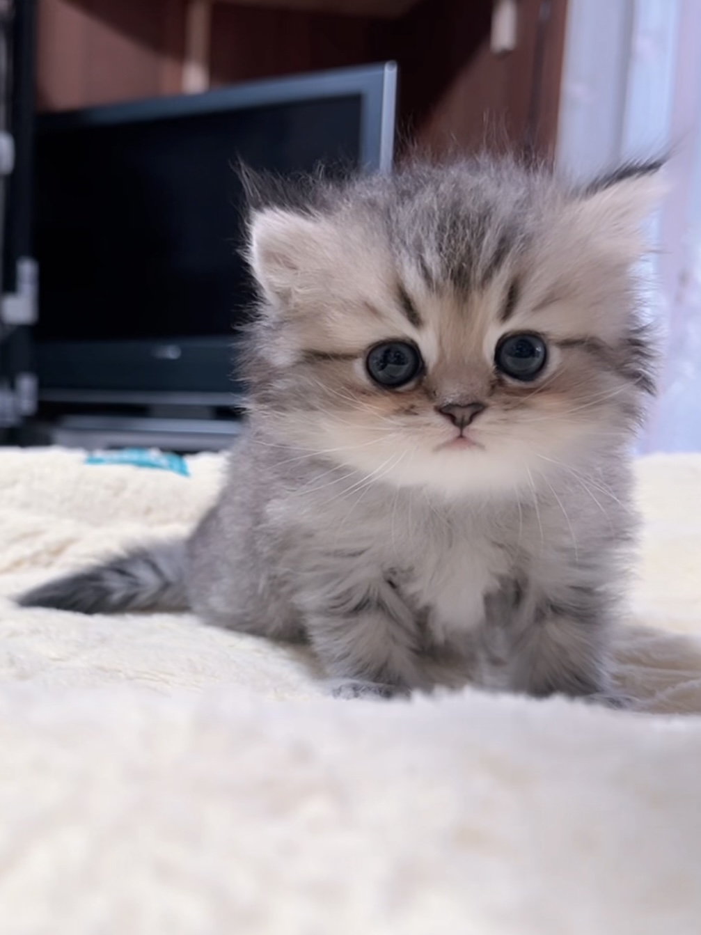 チンチラの子猫 販売終了 - 画像 (7)