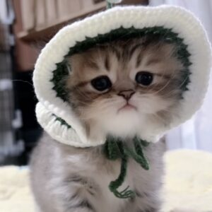 チンチラの子猫 販売中