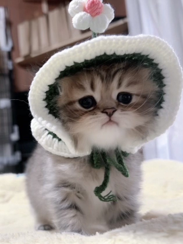 チンチラの子猫 販売中