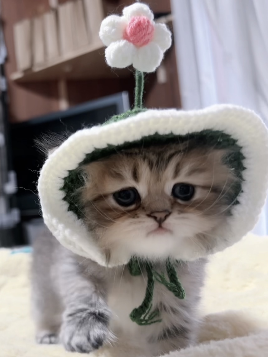 チンチラの子猫 販売中 - 画像 (2)