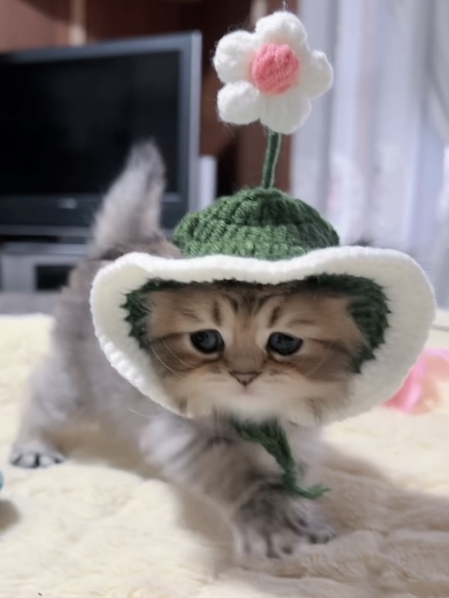 チンチラの子猫 販売中 - 画像 (3)