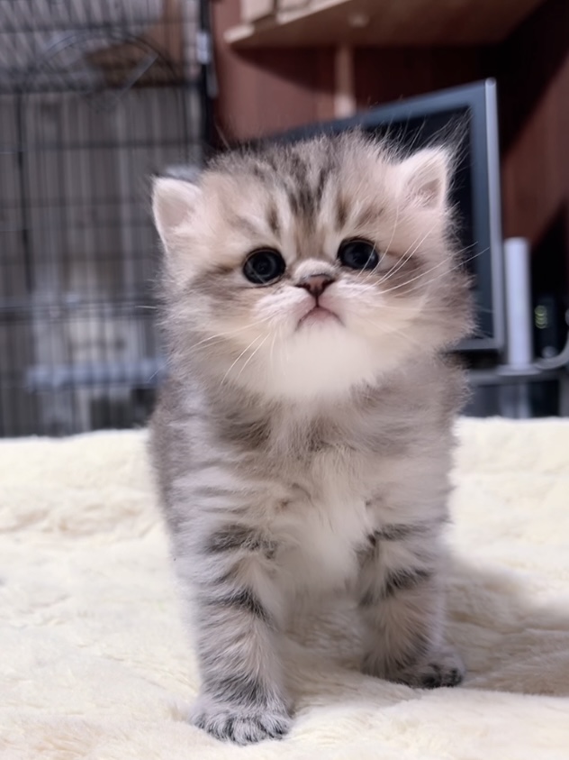 チンチラの子猫 販売中 - 画像 (4)