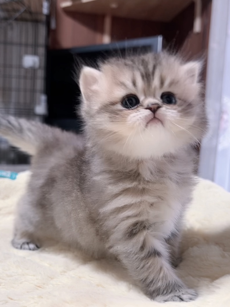 チンチラの子猫 販売中 - 画像 (5)