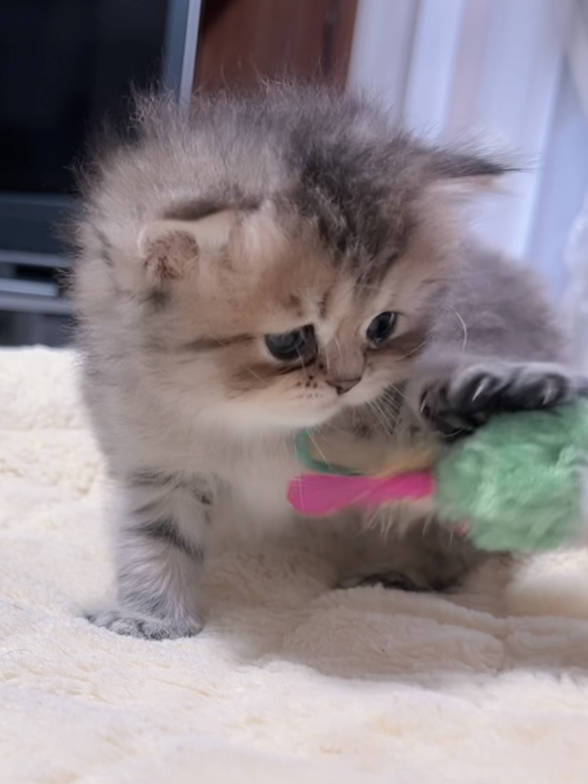 チンチラの子猫 販売中 - 画像 (6)